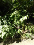 P1050151Brutfarn.JPG