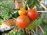 c003.webp