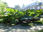 P1050161Mammutblatt.JPG