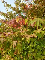 IMG_20210910_152436_2.webp