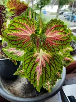 20210911_122225.webp