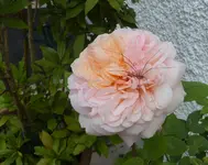 P1310637 (2).webp