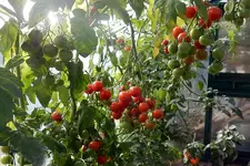 DSCN3635.webp