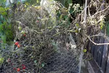 DSCN3636.webp