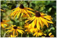 Garten Anfang September 5.webp