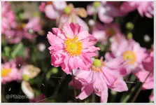 Garten Anfang September 2.webp