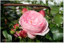 Garten Anfang September 12.webp