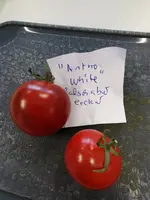falsche Antho white.webp