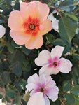 IMG_20210913_094629.jpg