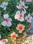 IMG_20210913_094702.jpg