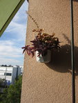 IMG_1793.JPG