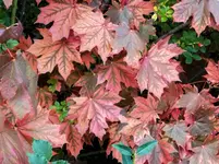 IMG_20210913_163233.webp