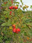 IMG_20210916_083352.jpg