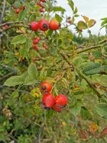 IMG_20210916_083352.webp