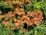 IMG_20210913_163211.jpg