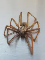 spinne.webp