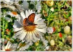 Erntezeit im Garten 9.jpg