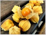 Erntezeit im Garten 1.jpg