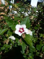 DSC06350.webp