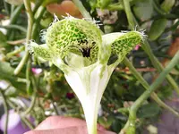 Ceropegia.webp