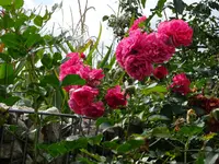 DSC02048.webp