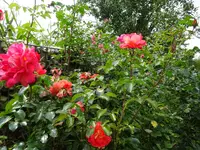 DSC02049.webp