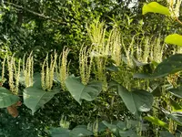 IMG_20200827_155541.jpg