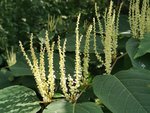 IMG_20200827_155601.jpg