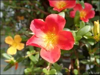 c007.jpg