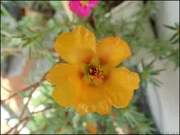 c008.webp