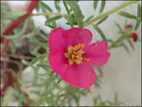 c009.webp