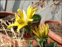 c010.webp