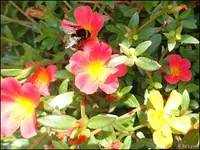 c014.webp