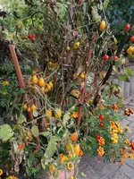IMG_20210921_172053.webp