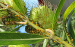 Copy (2) of Copy of IMG_0866.JPG