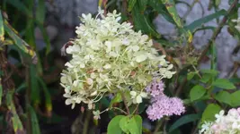 P1310740.webp