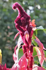 image003.webp