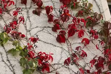 image004.webp