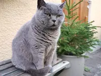 Katze1.jpg