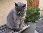 Katze2.jpg