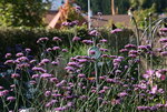 Schmetterling0821.JPG