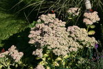 Schmetterling0921.JPG