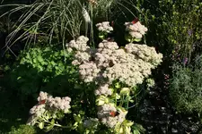 Schmetterling1021.webp