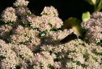 Schmetterling1121.JPG