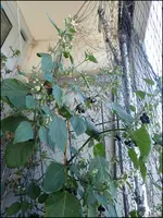 c020.webp