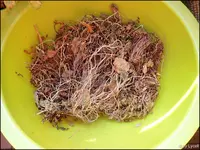 c023.webp