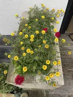 36D1954A-C4C2-40D1-8099-ACA6D0D88205_1_201_a.webp