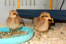 DSCN3689.webp
