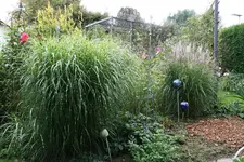 Gräser   0721.webp