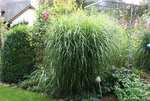 Gräser   0921.JPG